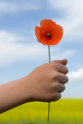Child holding poppy
