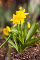 Yellow daffodil flowers in the ground